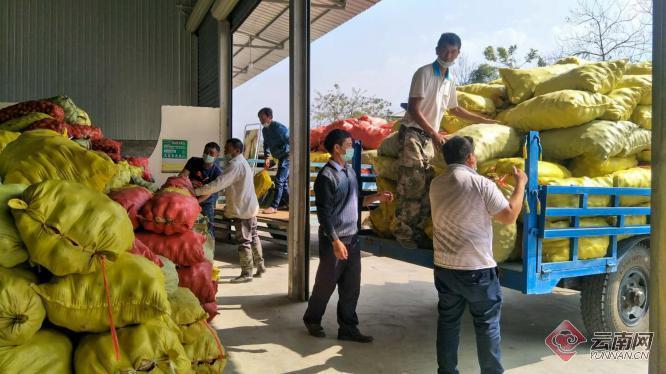 盈江土豆行情動(dòng)態(tài)，種植希望，收獲自信與成就