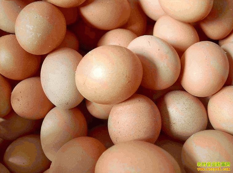 肇東雞蛋價格最新動態(tài)，跟隨自然腳步，重拾內(nèi)心寧靜與平和的探索之旅