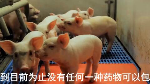 最新母豬保健方案揭秘，提升母豬健康與生產(chǎn)效率的秘訣