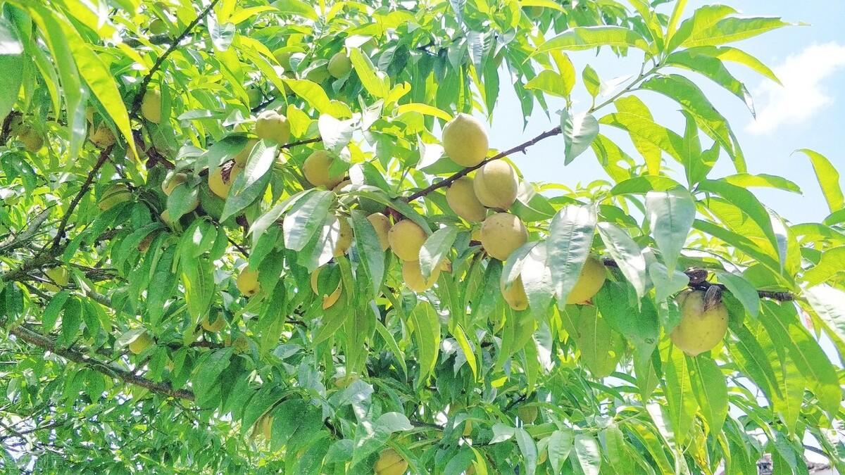 簡暗最新小說揭秘科技新品，智能生活體驗新紀元