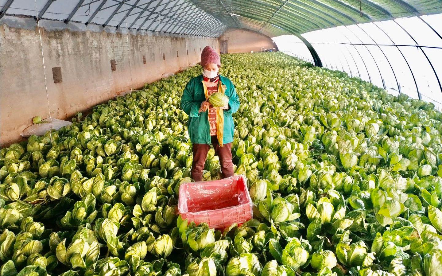 最新特菜品種，家的溫馨故事探索與發(fā)現(xiàn)