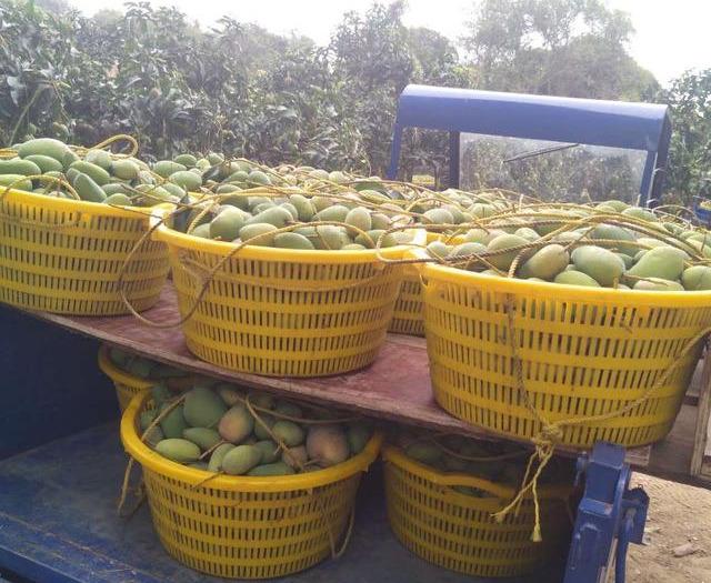 最新芒果品種揭秘，熱帶風(fēng)味的獨(dú)特魅力探索