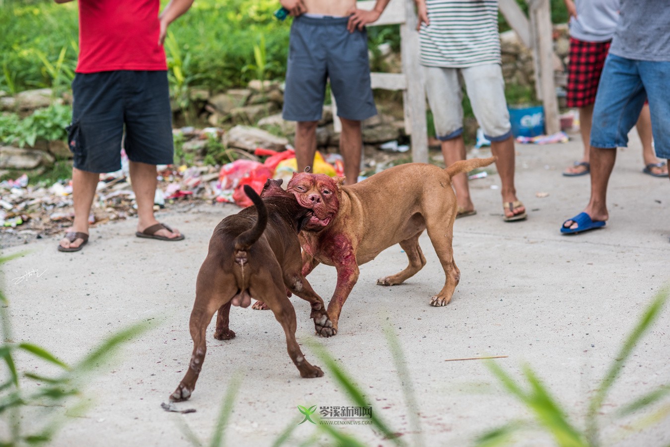 玉林斗狗風(fēng)采，小巷深處的獨(dú)特風(fēng)情展