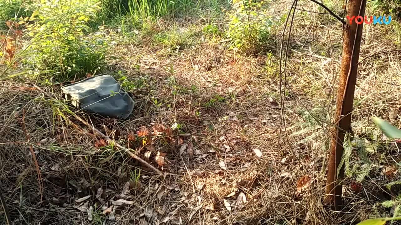 鷓鴣中套最新視頻，領(lǐng)略傳統(tǒng)藝術(shù)魅力的震撼登場！