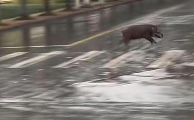 池州一高校內(nèi)驚現(xiàn)狂奔野豬,效率評(píng)估方案_IGA10.666流線(xiàn)型版