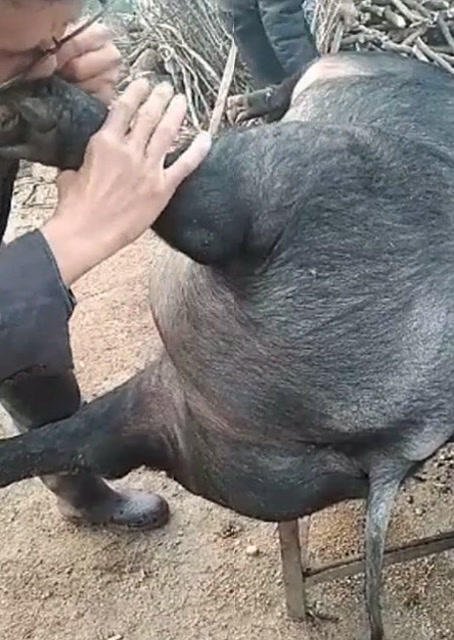 豬圈中的歡樂時刻，最新吹豬視頻集錦