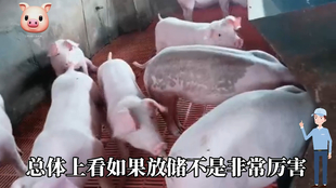 最新閹豬技巧步驟指南，專業(yè)方法與實用操作指南