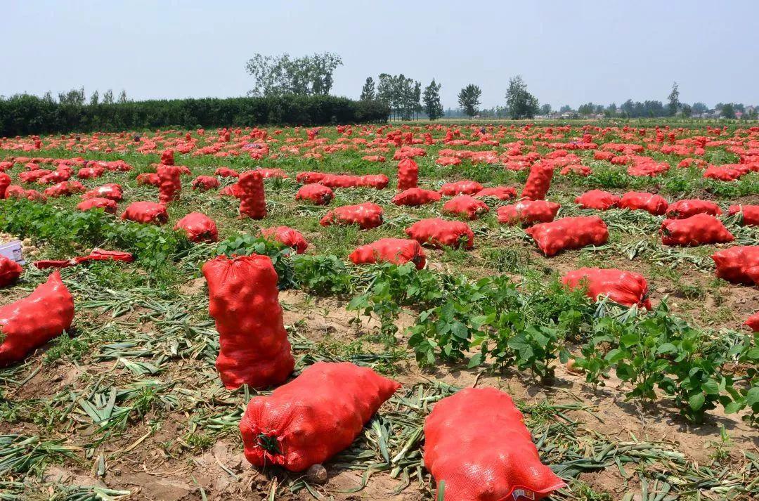 金鄉(xiāng)洋蔥出庫最新價格，獲取與了解的步驟指南