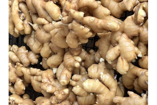 昌邑生姜市場最新價格指南，全面了解生姜市場行情與價格動態(tài)