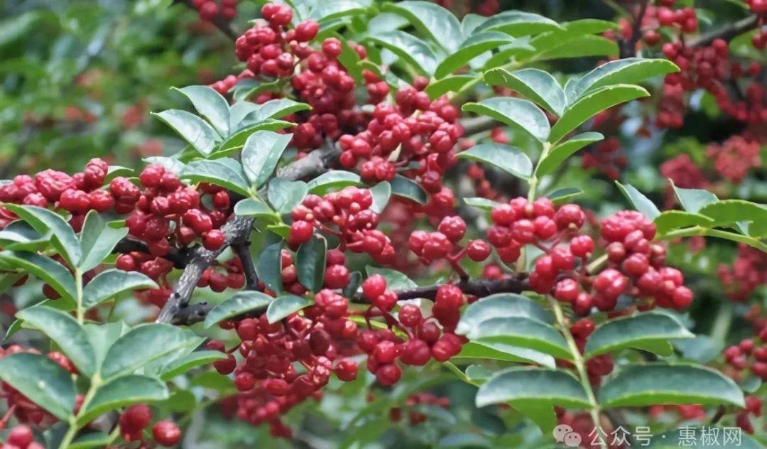 花椒價格最新行情2024，科技引領(lǐng)，椒香走向未來