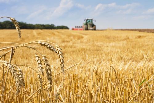 鶴壁小麥最新行情，科技引領(lǐng)農(nóng)業(yè)新時代，市場智能體驗新篇章