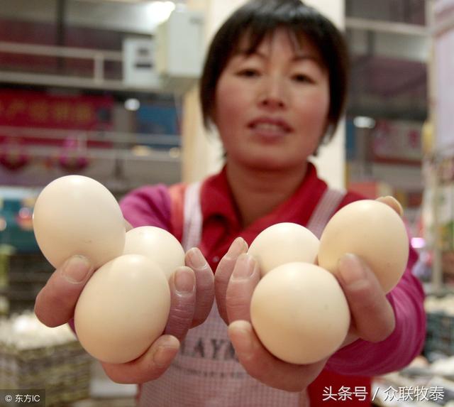 周口雞蛋今日最新價(jià)格，勵(lì)志故事背后的雞蛋價(jià)值探索