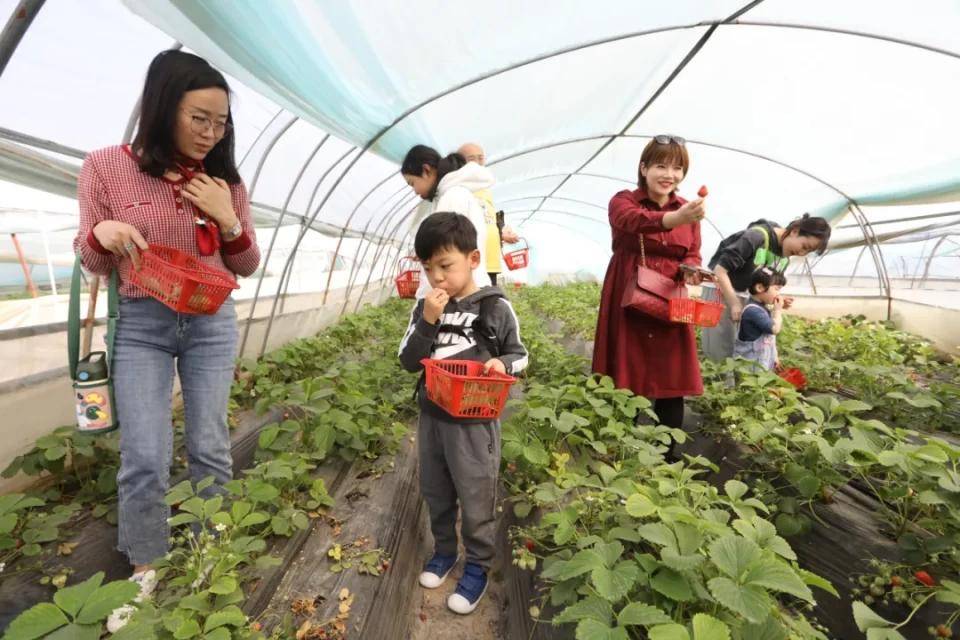 灃西新城馬王發(fā)展雙刃劍效應(yīng)，最新消息與影響分析