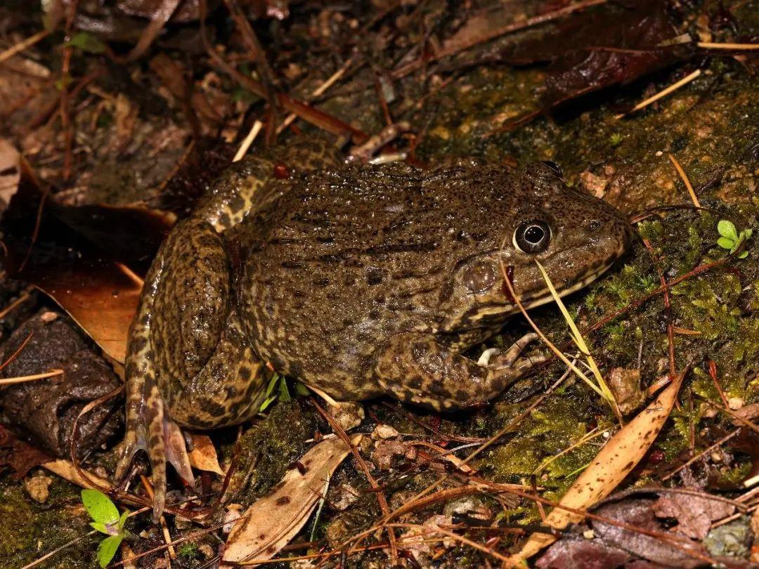 兩棲蛙蛙下載最新版，溫馨的蛙蛙奇遇之旅