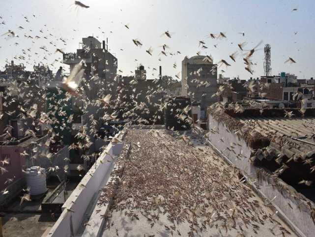 蝗蟲最新動態(tài)，蟲群變化學(xué)習(xí)之旅，自信與成就感的伴隨成長