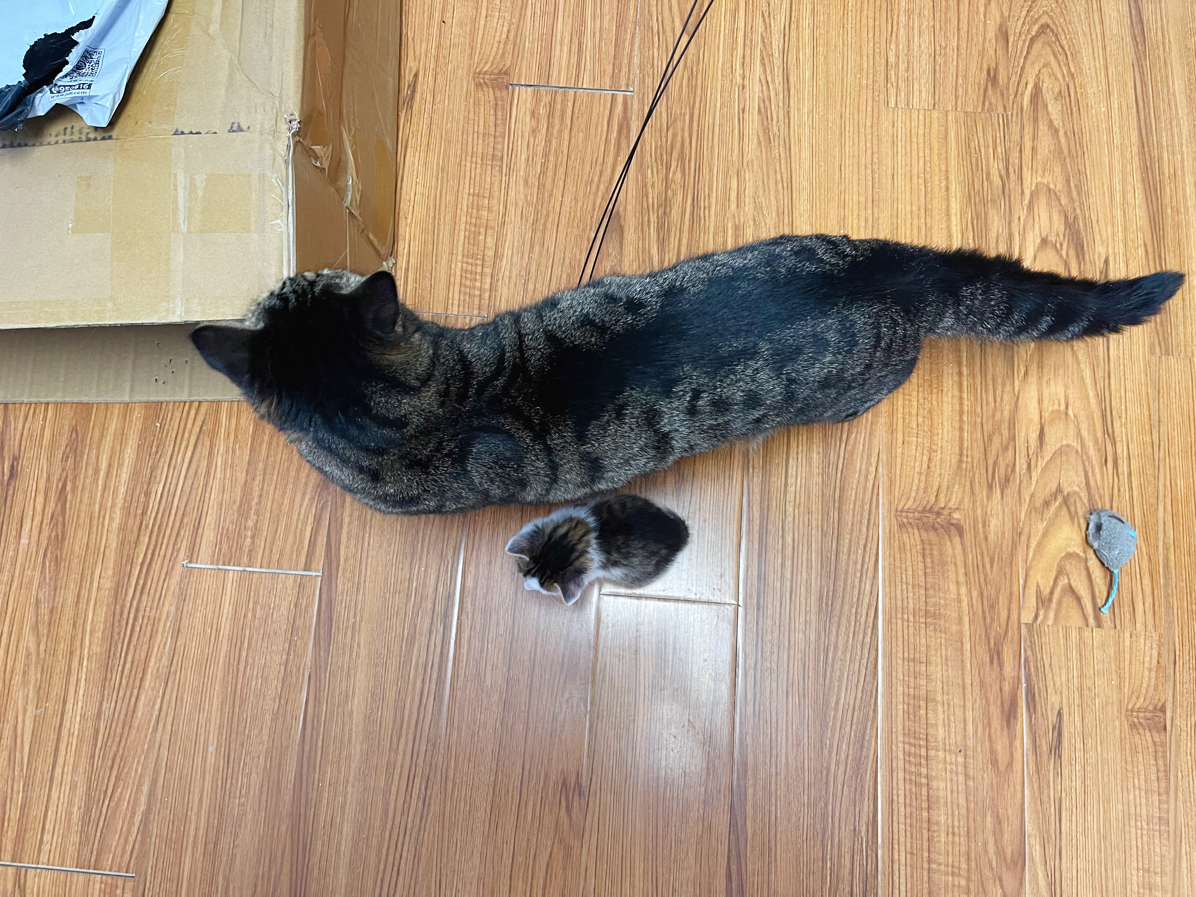 我找大貓，最新探索與影響的魅力