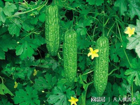 苦瓜最新網(wǎng)站，探索自然美景，尋找內心寧靜的輕松之旅