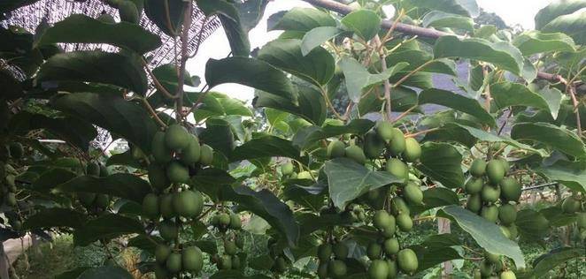 最新型果樹，小巷中的綠色寶藏與獨(dú)特風(fēng)味小店的探索