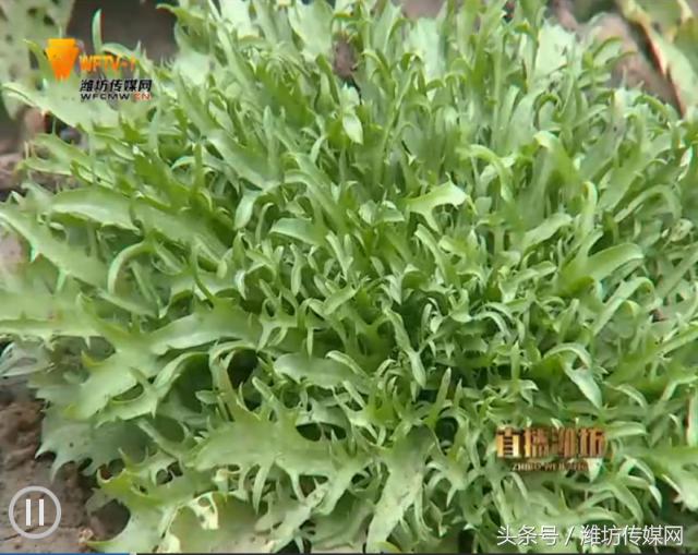 濰坊霧霾最新狀況及應(yīng)對霧霾詳細(xì)步驟指南