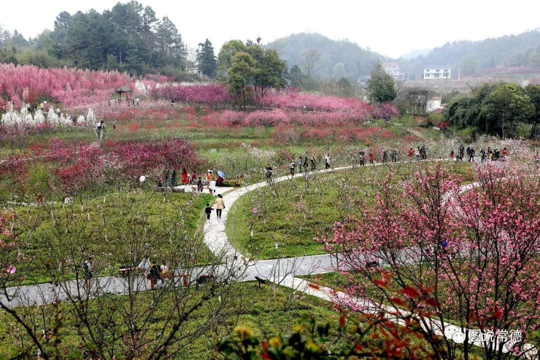 常德最新疫情動(dòng)態(tài)步驟指南，初學(xué)者與進(jìn)階用戶必讀