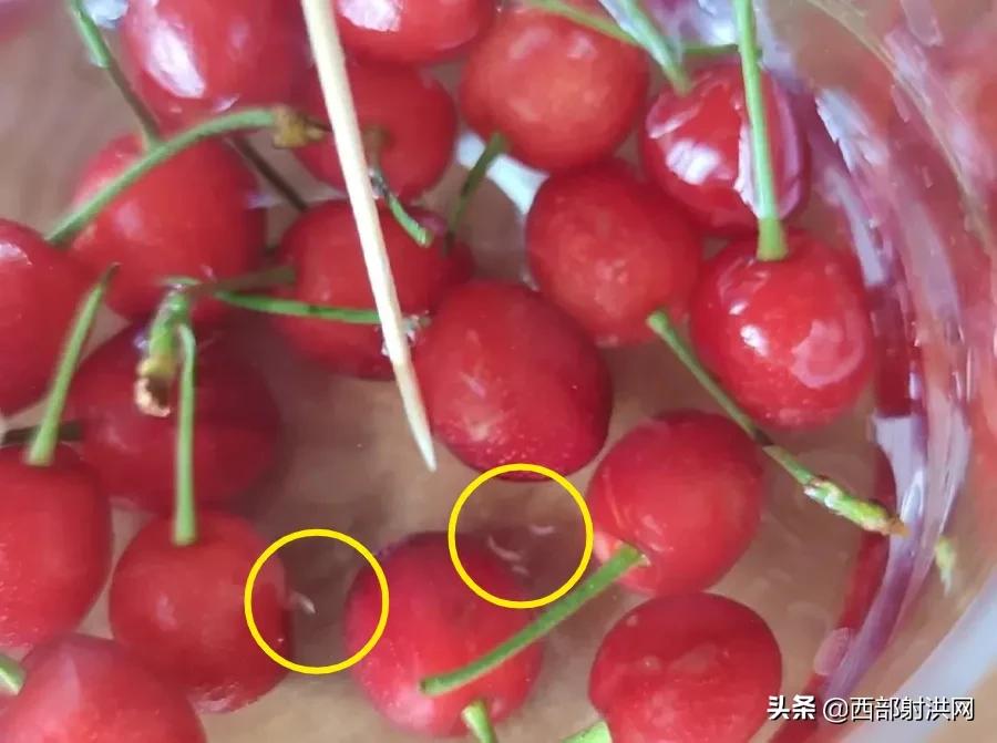 射洪上市公司，小巷深處的獨特風味揭秘
