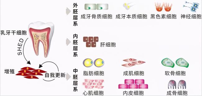 牙齒再生前沿技術(shù)，重塑微笑的秘密武器探索