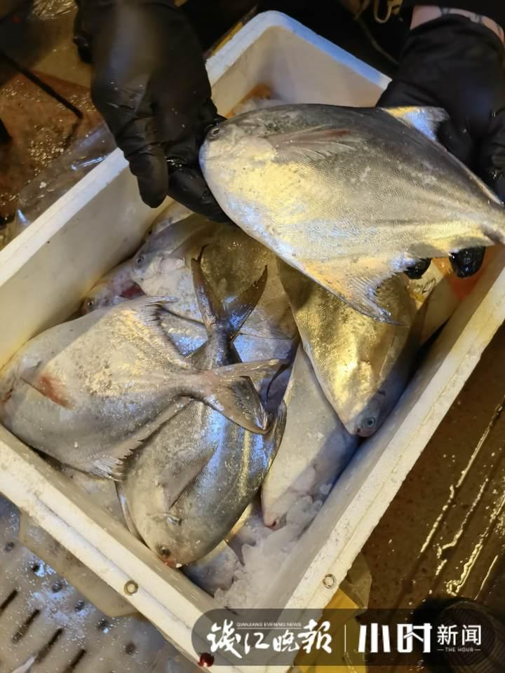 帶魚行情，一場海鮮盛宴的溫馨之旅