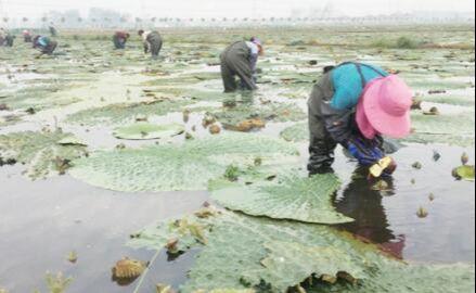 王碼五最新版，鍵盤上的友情與家的溫馨體驗(yàn)