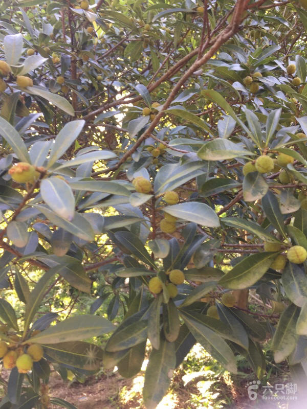 橫河大山搬遷最新動(dòng)態(tài)，力量重塑與未來希望