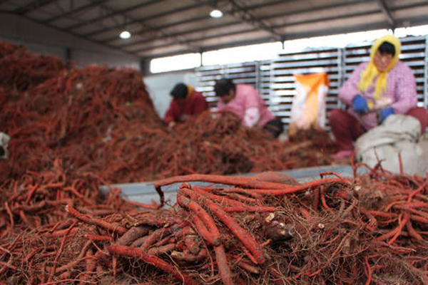 科技賦能下的丹參行情，生活因丹參而多彩