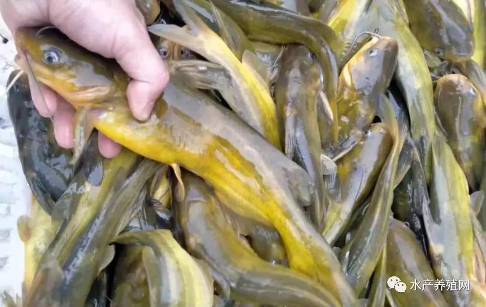 鮰魚(yú)價(jià)格變遷背后的故事，行情變化中的自信與成就感探尋