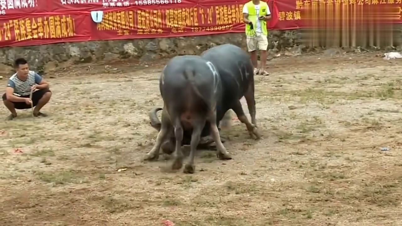 貴州斗牛傳奇篇章，回顧2017年斗牛比賽的精彩瞬間