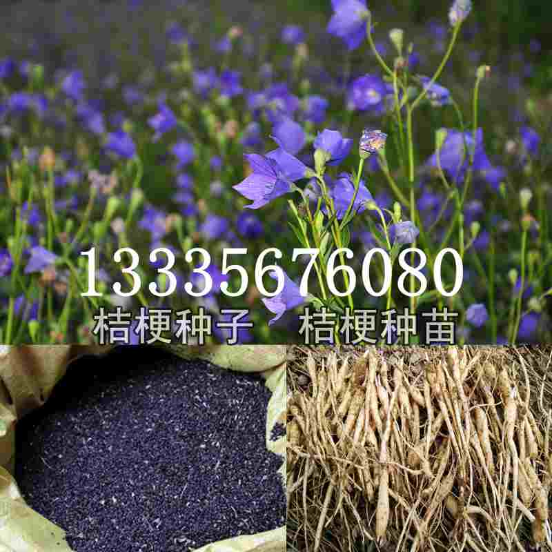 桔梗種子價(jià)格揭秘，成長(zhǎng)旅程與自信綻放之路