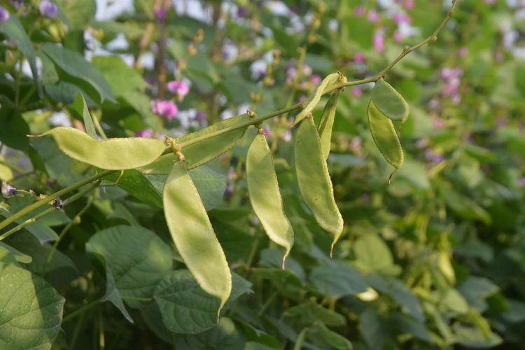 豆子行情，綠色之旅中的內(nèi)心平靜探尋