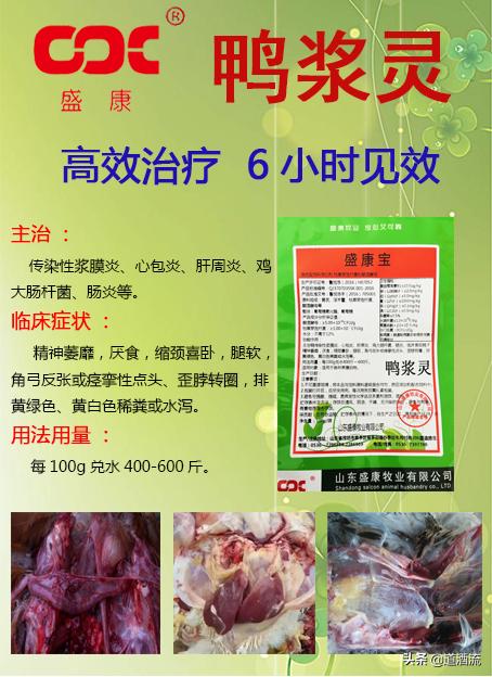 現(xiàn)在鴨苗行情詳解，選購、養(yǎng)殖與盈利的全方位指南