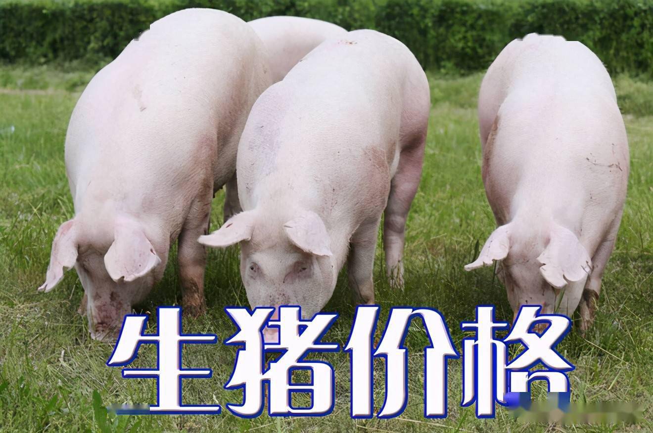 濰坊今日生豬價(jià)格探索，一場(chǎng)綠色之旅尋找內(nèi)心平靜