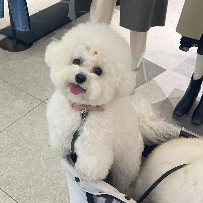 小巷中的寵物奇緣，比熊犬的價格探秘