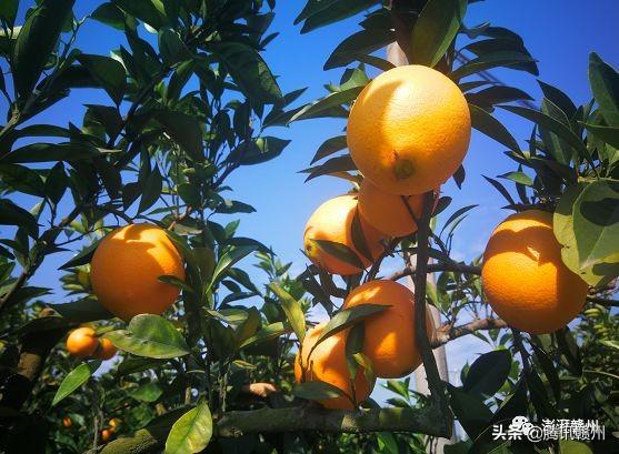 贛州上市公司，閃耀未來，共創(chuàng)繁榮時代！