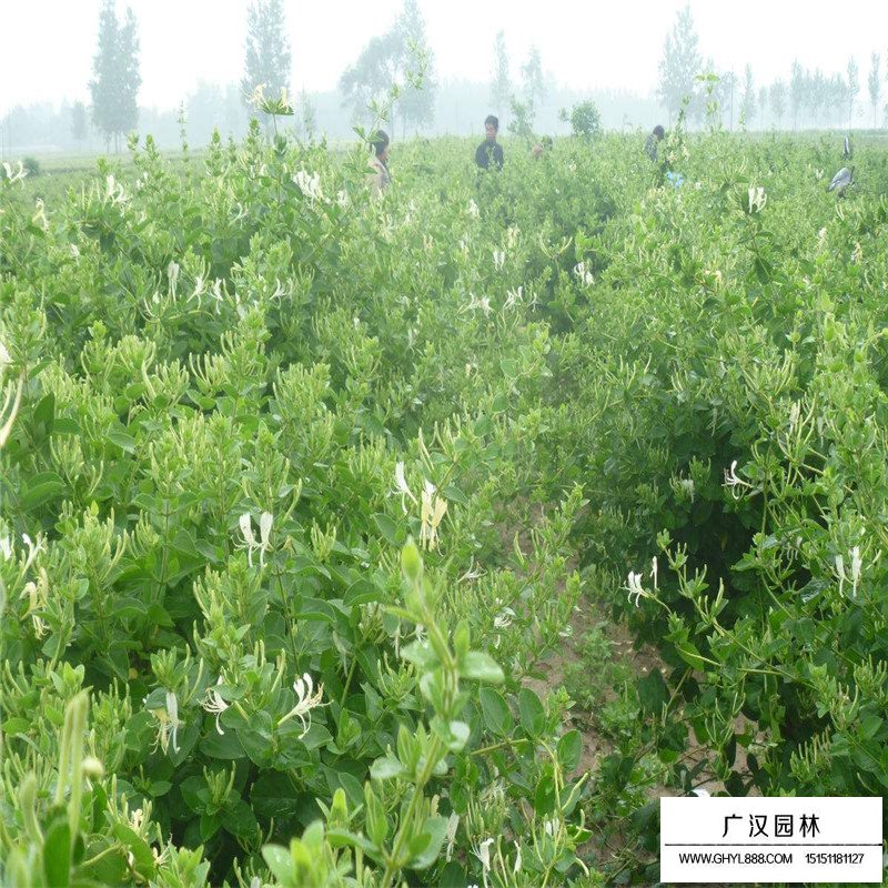 金銀花最新行情與機遇，價格變動中的自信與成就感之源