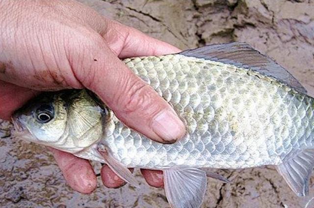 高科技智能魚探設(shè)備引領(lǐng)海洋探索新時代，最新魚訊速遞