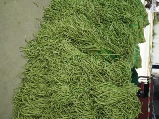 合浦豆角最新價(jià)格指南，獲取與比較豆角價(jià)格的方法及最新價(jià)格更新通知