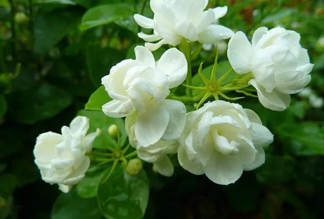 花香滿園最新章節(jié)獲取攻略，輕松閱讀新書章節(jié)的步驟