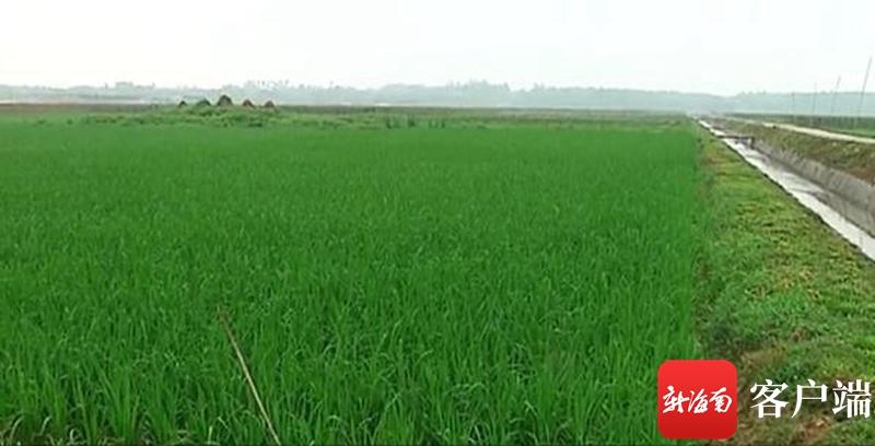 澄邁最新動(dòng)態(tài)，自然美景探索之旅，尋覓內(nèi)心平和與寧靜的旅程
