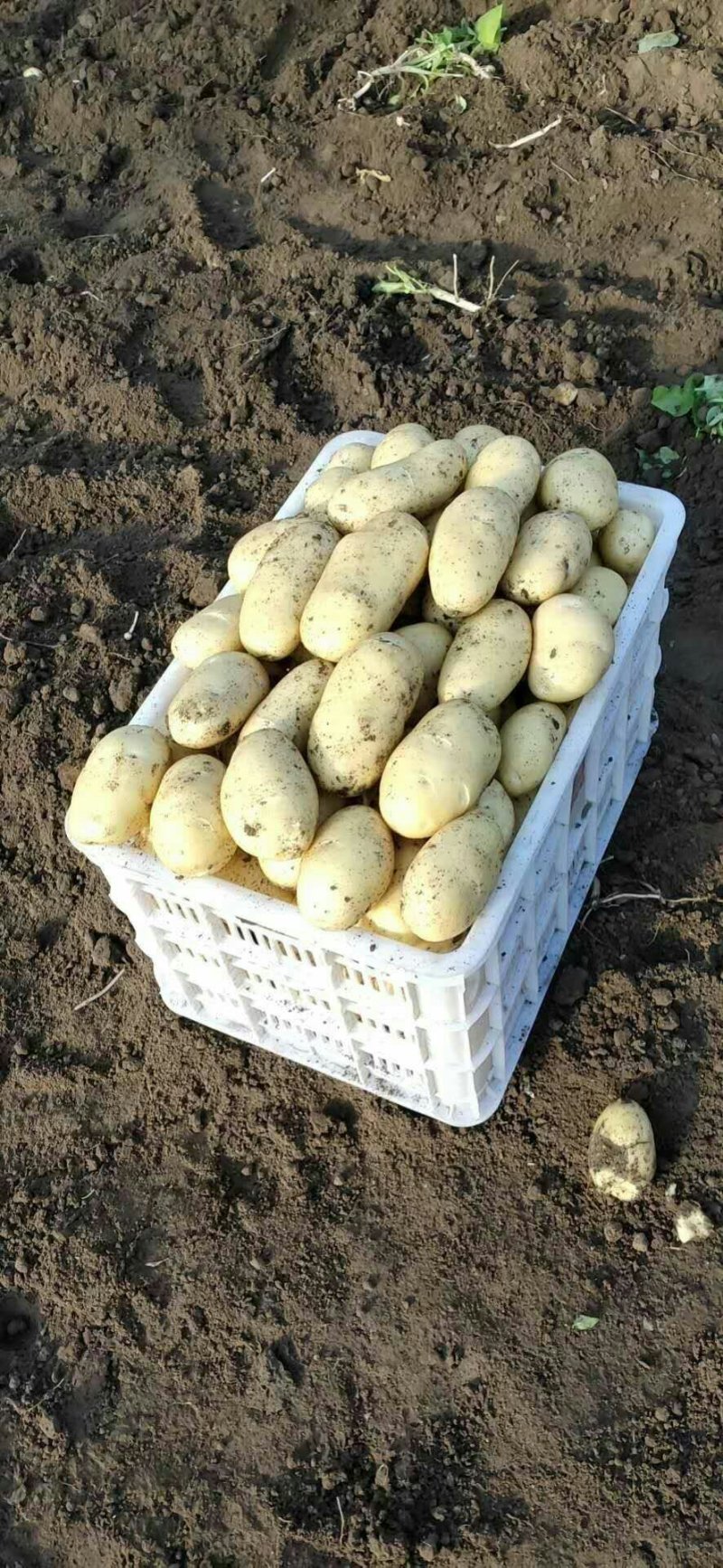 萊西土豆最新價(jià)格動(dòng)態(tài)，變化中的價(jià)值與學(xué)習(xí)中的力量