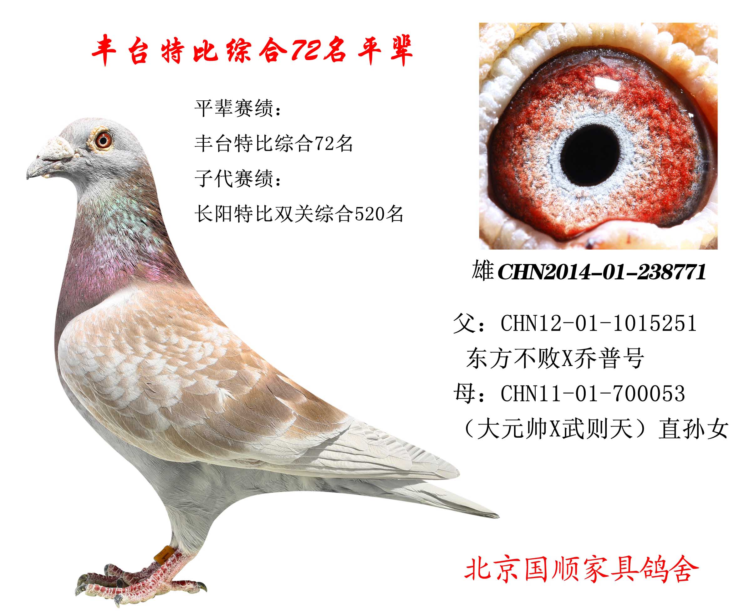 豐臺信鴿最新賽事指南，參賽步驟與賽事概覽