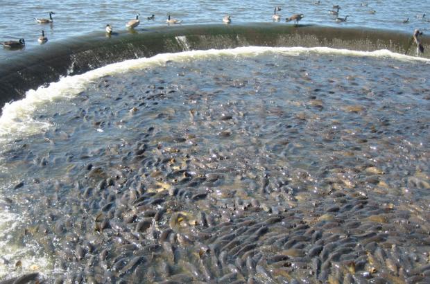 美國(guó)鯉魚(yú)成災(zāi)背后秘密揭秘，鯉魚(yú)泛濫與小巷獨(dú)特小店的故事