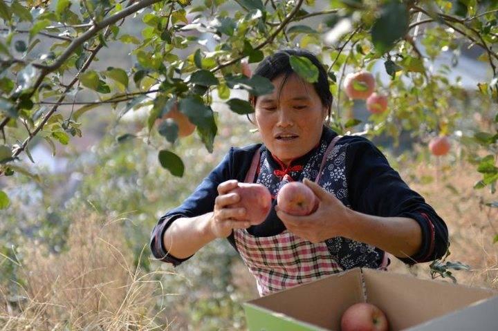 沂源蘋(píng)果最新價(jià)格，綠色之旅帶來(lái)內(nèi)心的平靜