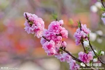科技巔峰之作桃花開(kāi)啟未來(lái)生活新紀(jì)元，最新章節(jié)預(yù)覽