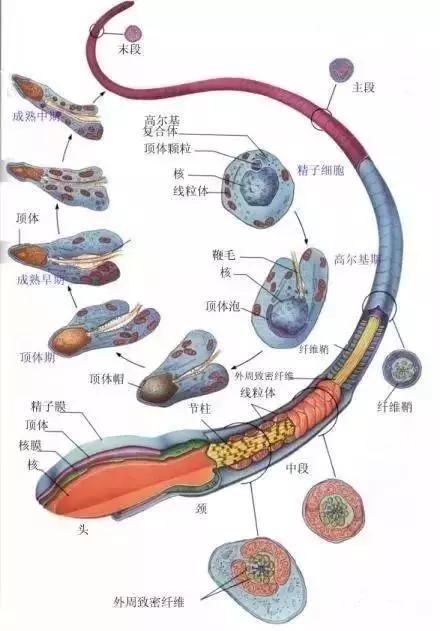 窩精子最新，小巷中的秘密風(fēng)味探索