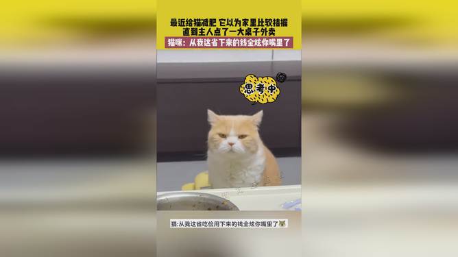 省貓任務(wù)輕松完成指南，最新技能學習與任務(wù)執(zhí)行詳細步驟